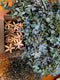 Australian Native Christmas Wreath Workshop – Sydney Festive Floristry Class with Blume Flower School