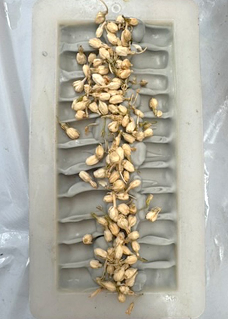 Botanically Dyed Cold Process Soap Workshop